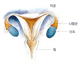 여자생식기관 이미지