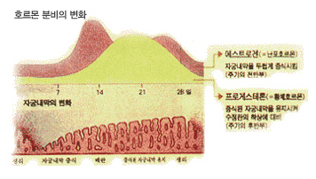 여성의 호르몬 이미지