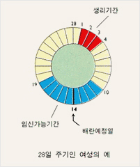 28일주기인 여성의 예