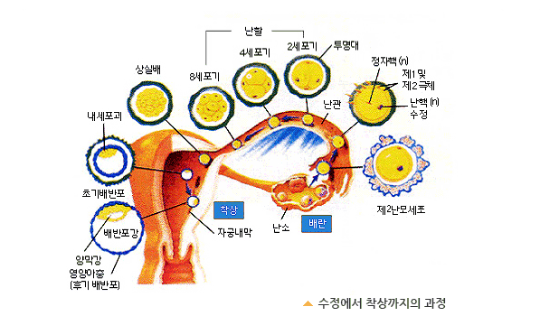 수정에서 착상까지의 과정