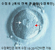 정자침입과정 06