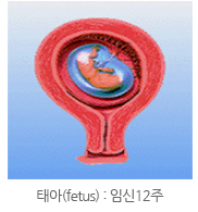 태아(fetus) : 임신12주